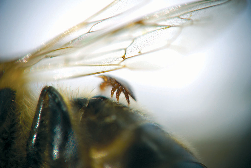 Pokonaj Warroze (DSC01475 - sapiolko.tif)